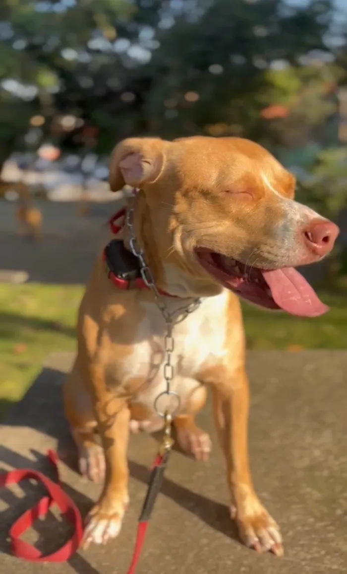 Cachorro ra a Pit-Bull idade 3 anos nome Maria
