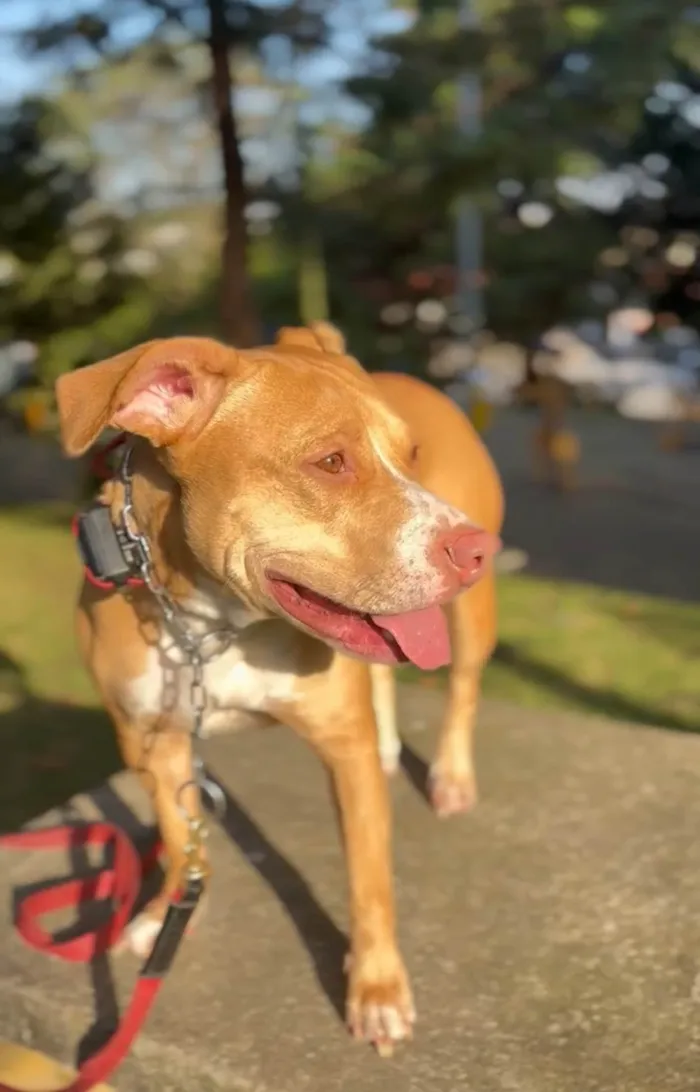 Cachorro ra a Pit-Bull idade 3 anos nome Maria