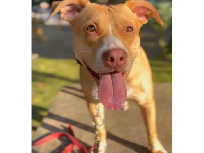 Cachorro ra a Pit-Bull idade 3 anos nome Maria
