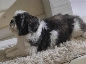 Cachorro raça Shitzu idade 7 a 11 meses nome N tem nome