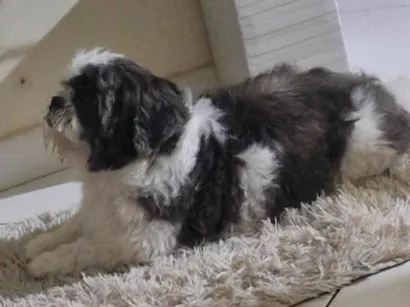 Cachorro raça Shitzu idade 7 a 11 meses nome N tem nome