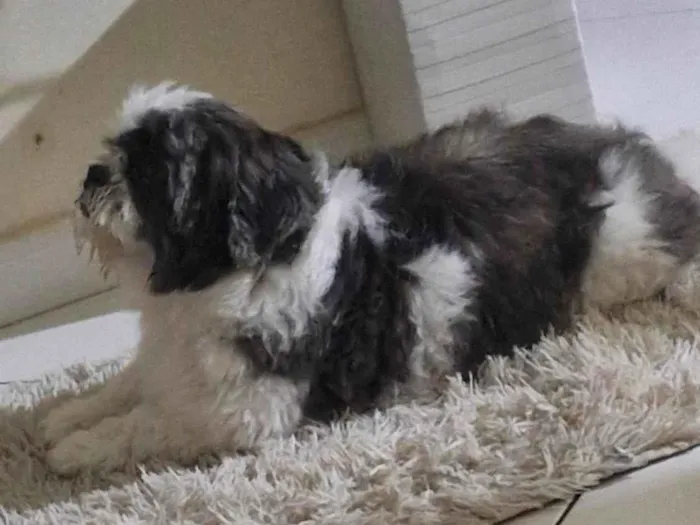 Cachorro ra a Shitzu idade 7 a 11 meses nome N tem nome