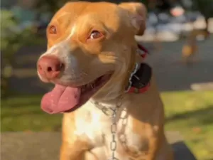Cachorro raça Pit-Bull idade 3 anos nome Maria