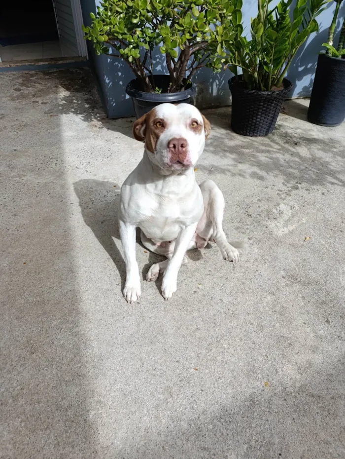 Cachorro ra a Pit-Bull idade 4 anos nome Amora 