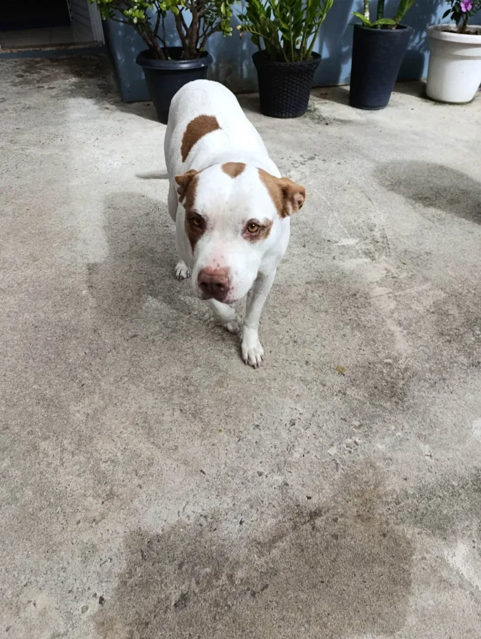 Cachorro ra a Pit-Bull idade 4 anos nome Amora 