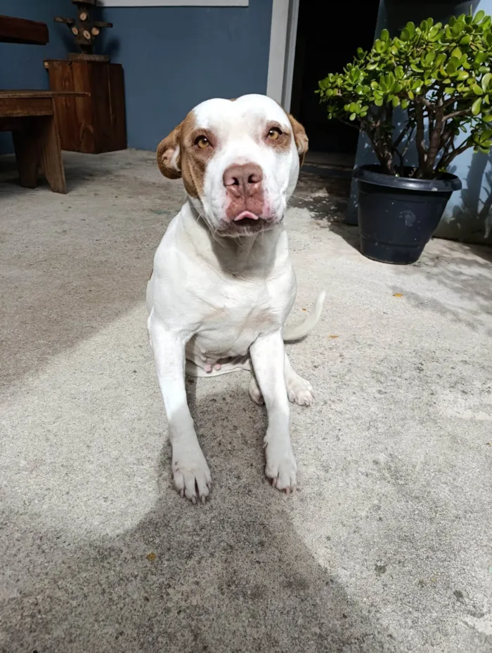 Cachorro ra a Pit-Bull idade 4 anos nome Amora 