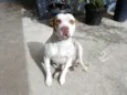 Amora 
