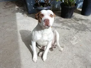 Cachorro raça Pit-Bull idade 4 anos nome Amora 