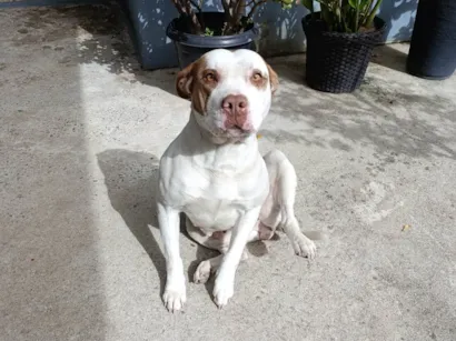 Cachorro raça Pit-Bull idade 4 anos nome Amora 