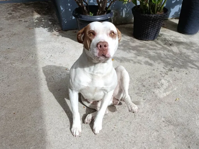 Cachorro ra a Pit-Bull idade 4 anos nome Amora 