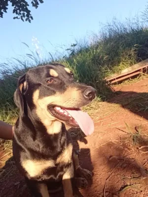 Cachorro raça SRD-ViraLata idade 1 ano nome Dereck 