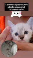 5 Irmãos Filhos de Gata Siamesa