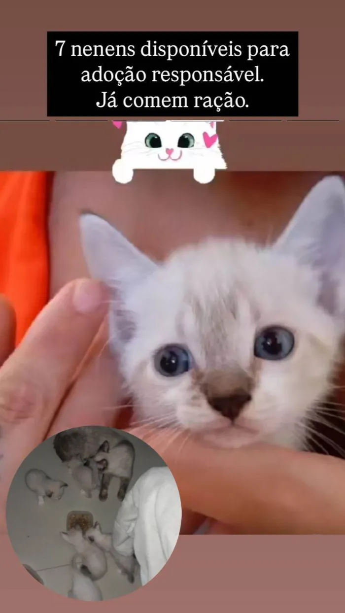 Gato ra a Siamês idade 2 a 6 meses nome 5 Irmãos Filhos de Gata Siamesa