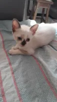 5 Irmãos Filhos de Gata Siamesa