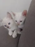 5 Irmãos Filhos de Gata Siamesa