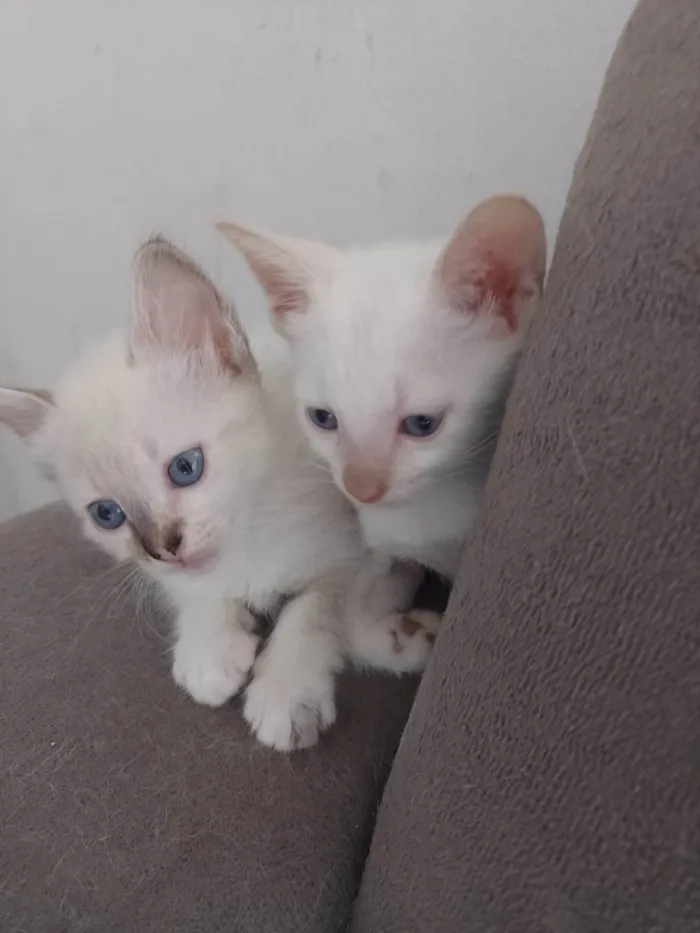 Gato ra a Siamês idade 2 a 6 meses nome 5 Irmãos Filhos de Gata Siamesa