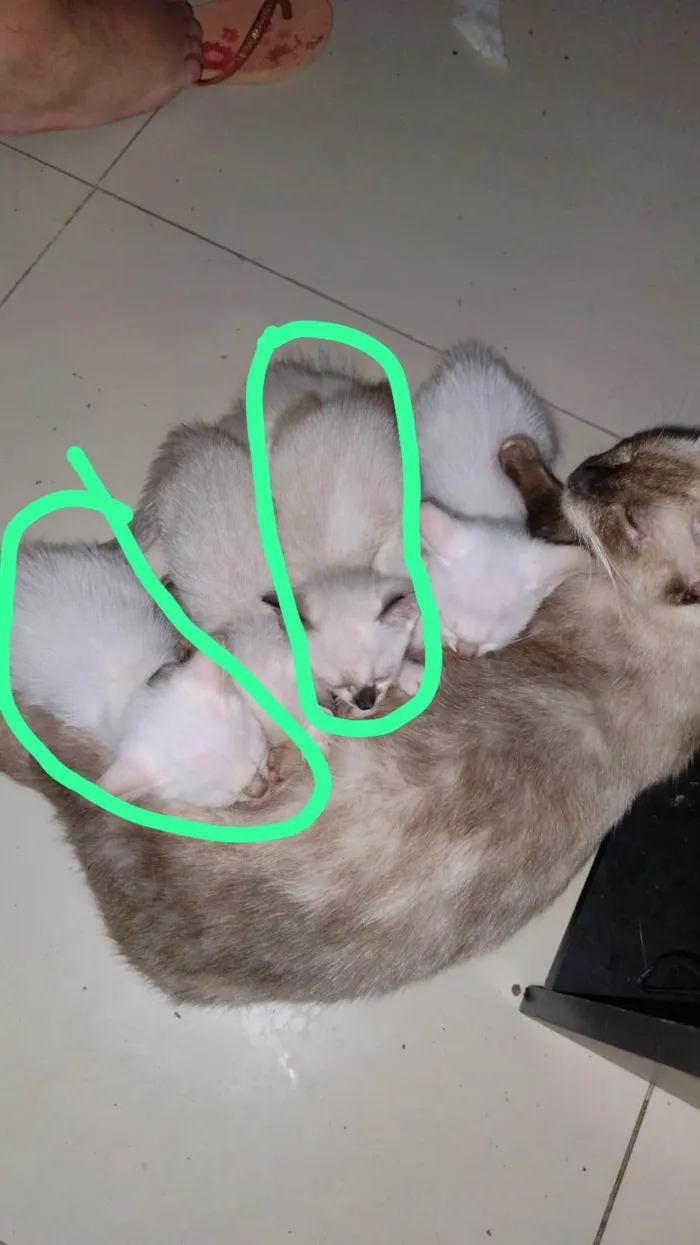 Gato ra a Siamês idade 2 a 6 meses nome 5 Irmãos Filhos de Gata Siamesa