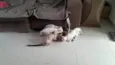 5 Irmãos Filhos de Gata Siamesa