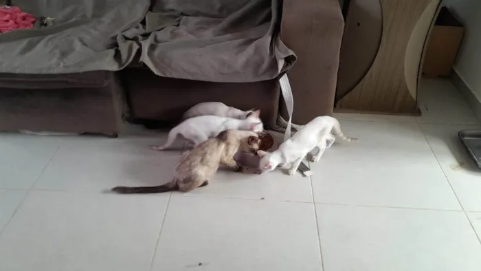 Gato ra a Siamês idade 2 a 6 meses nome 5 Irmãos Filhos de Gata Siamesa