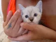 5 Irmãos Filhos de Gata Siamesa