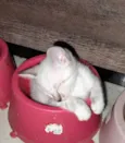 5 Irmãos Filhos de Gata Siamesa
