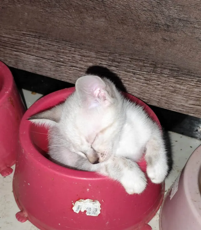 Gato ra a Siamês idade 2 a 6 meses nome 5 Irmãos Filhos de Gata Siamesa