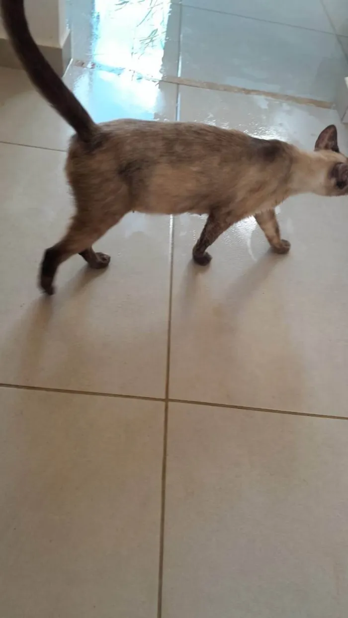 Gato ra a Siamês idade 2 anos nome Sissi