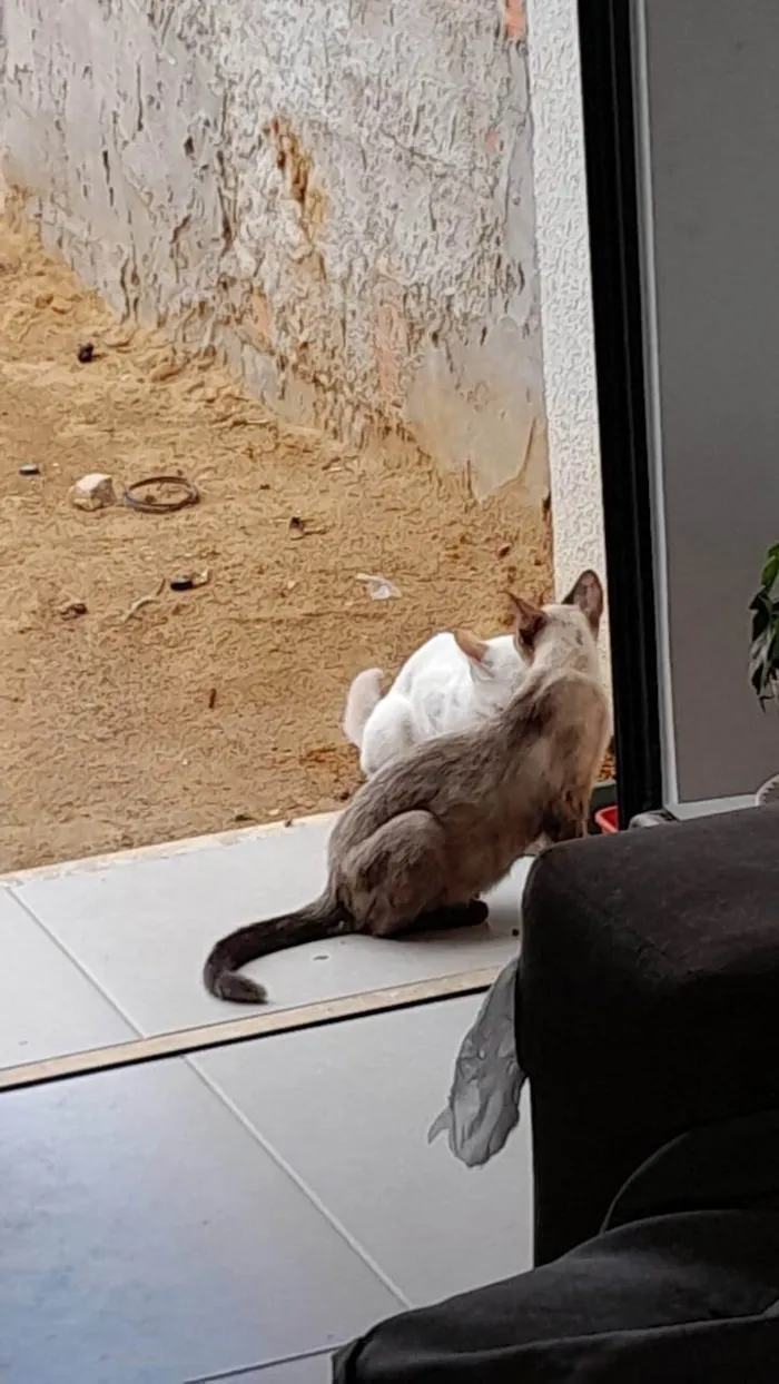 Gato ra a Siamês idade 2 anos nome Sissi