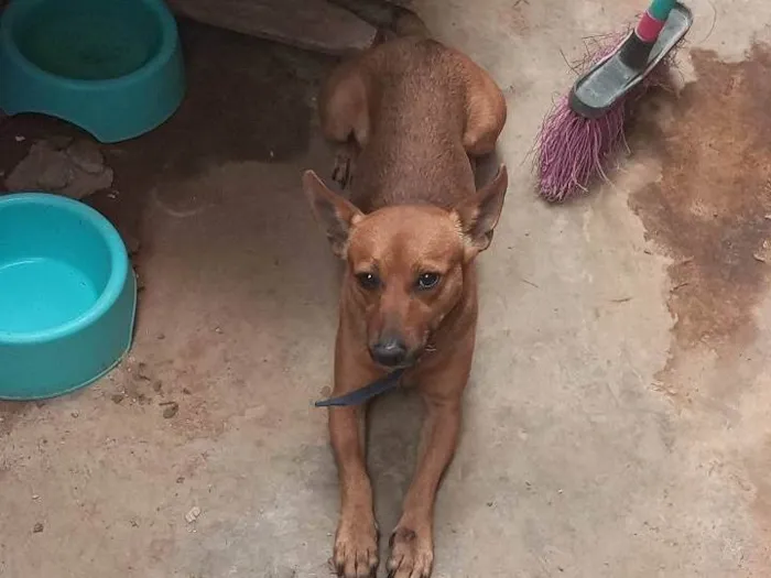 Cachorro ra a Pinscher idade 2 anos nome Scooby 