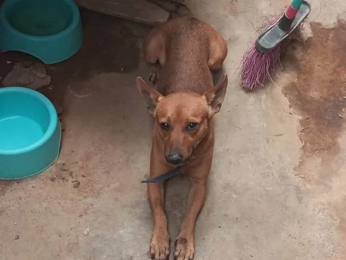 Cachorro ra a Pinscher idade 2 anos nome Scooby