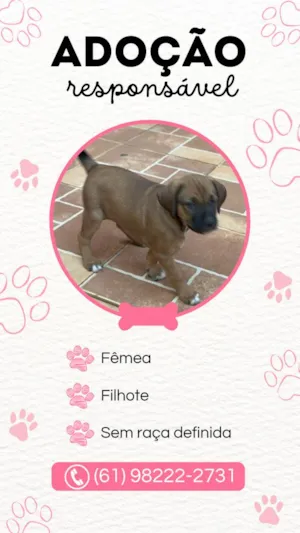 Cachorro raça SRD-ViraLata idade Abaixo de 2 meses nome Não possui nome