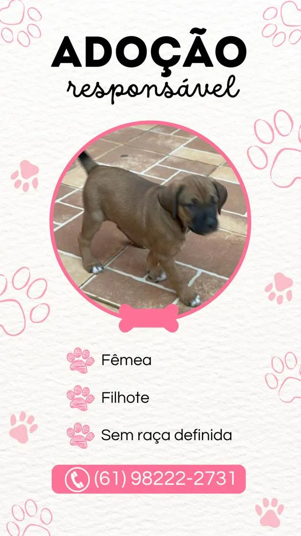 Cachorro ra a SRD-ViraLata idade Abaixo de 2 meses nome Não possui nome