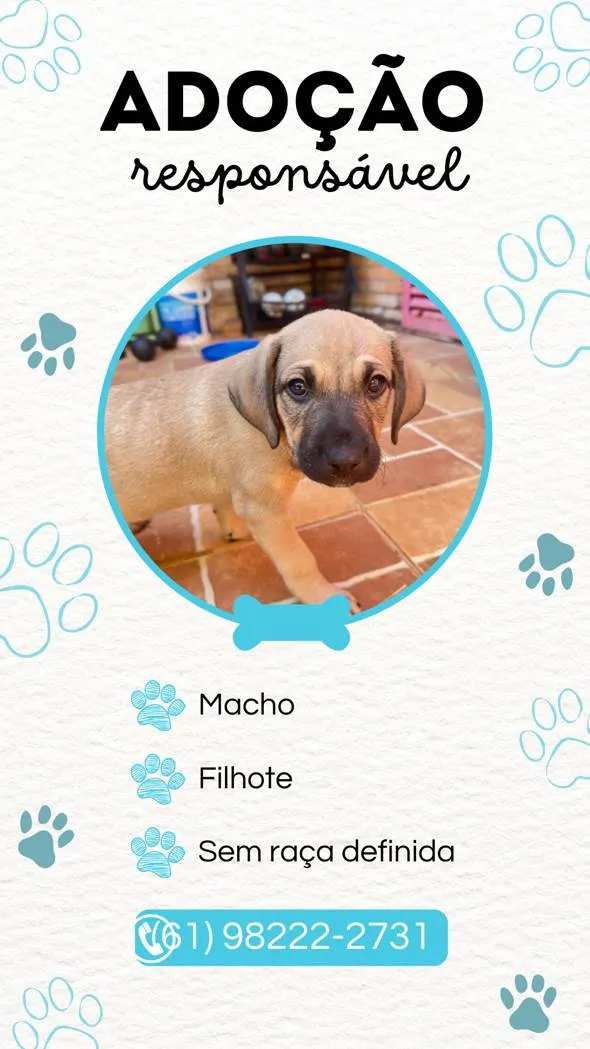 Cachorro ra a SRD-ViraLata idade Abaixo de 2 meses nome Não possui nome