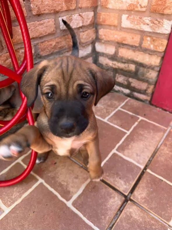 Cachorro ra a SRD-ViraLata idade Abaixo de 2 meses nome Não possui nome