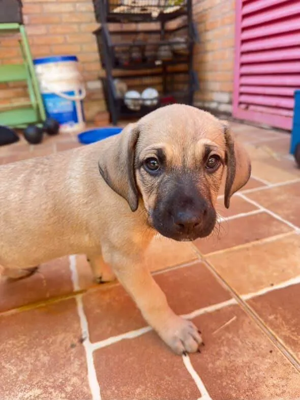 Cachorro ra a SRD-ViraLata idade Abaixo de 2 meses nome Não possui nome