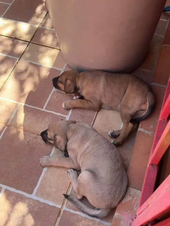 Cachorro ra a SRD-ViraLata idade Abaixo de 2 meses nome Não possui nome