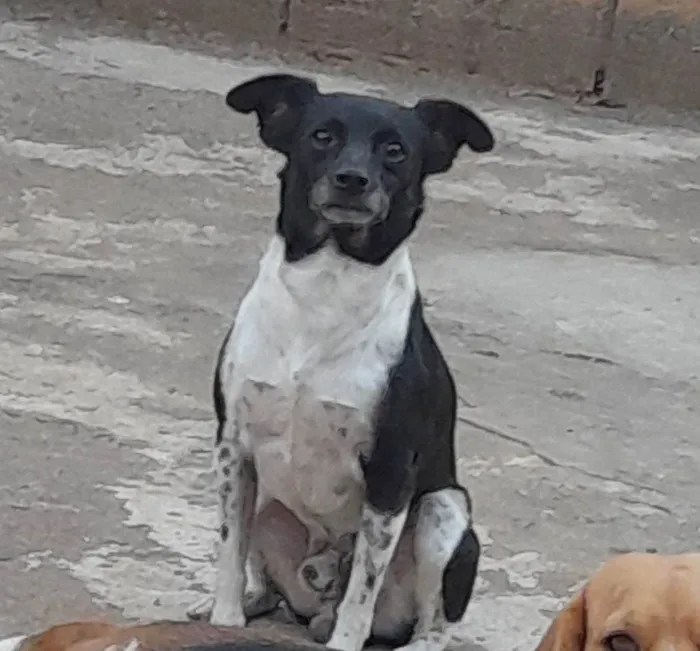 Cachorro ra a Fox Terrier idade 6 ou mais anos nome Thor
