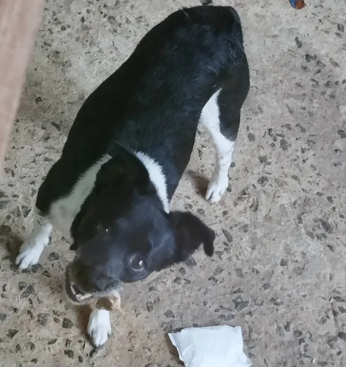 Cachorro ra a Fox Terrier idade 6 ou mais anos nome Thor