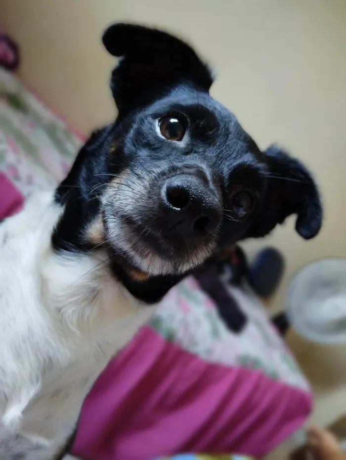 Cachorro ra a Fox Terrier idade 6 ou mais anos nome Thor