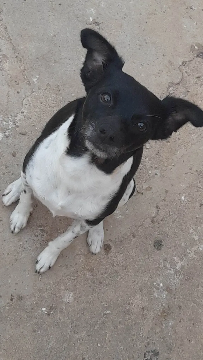 Cachorro ra a Fox Terrier idade 6 ou mais anos nome Thor