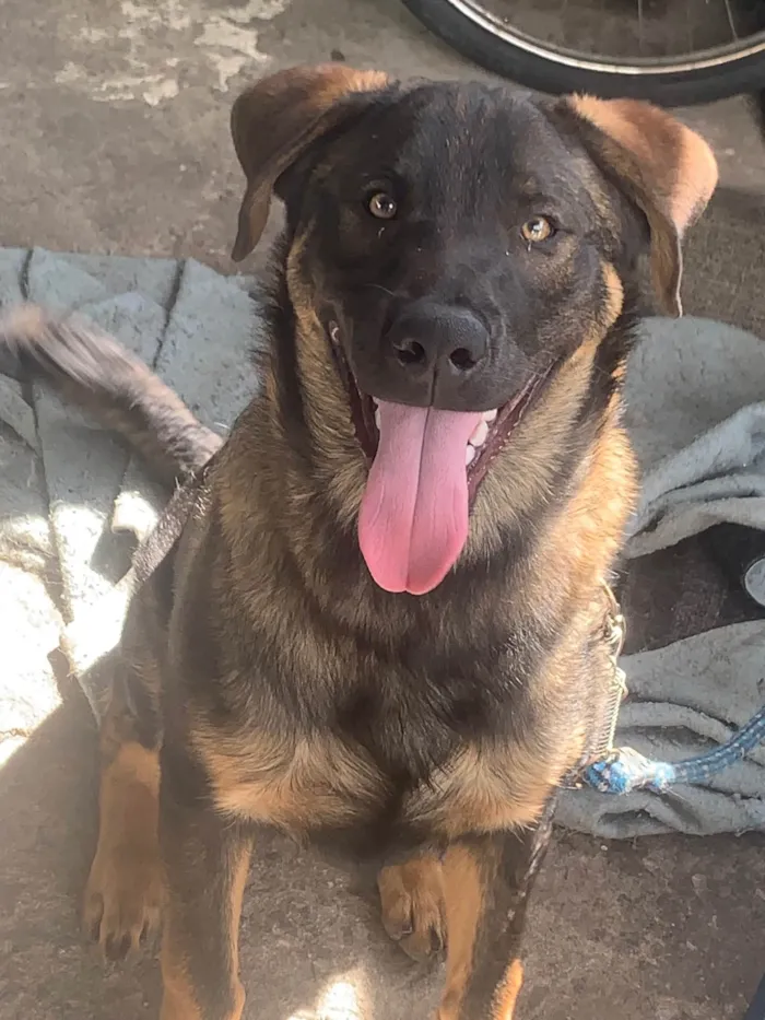 Cachorro ra a SRD-ViraLata idade 7 a 11 meses nome Iron