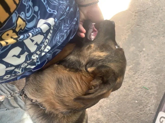 Cachorro ra a SRD-ViraLata idade 7 a 11 meses nome Iron