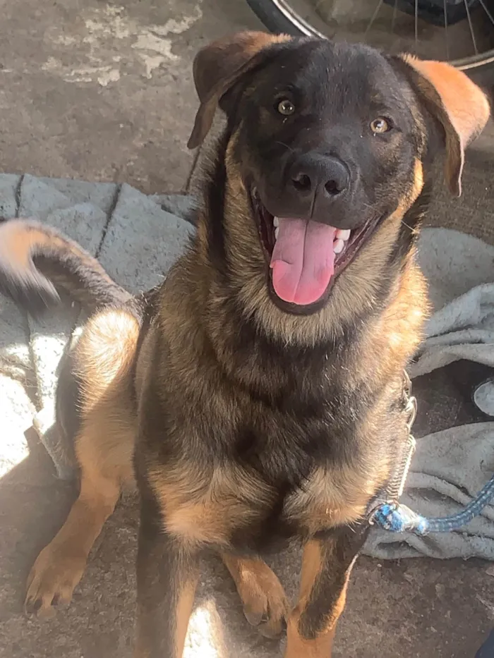 Cachorro ra a SRD-ViraLata idade 7 a 11 meses nome Iron