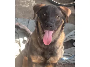 Cachorro raça SRD-ViraLata idade 7 a 11 meses nome Iron