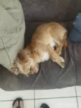 Rex