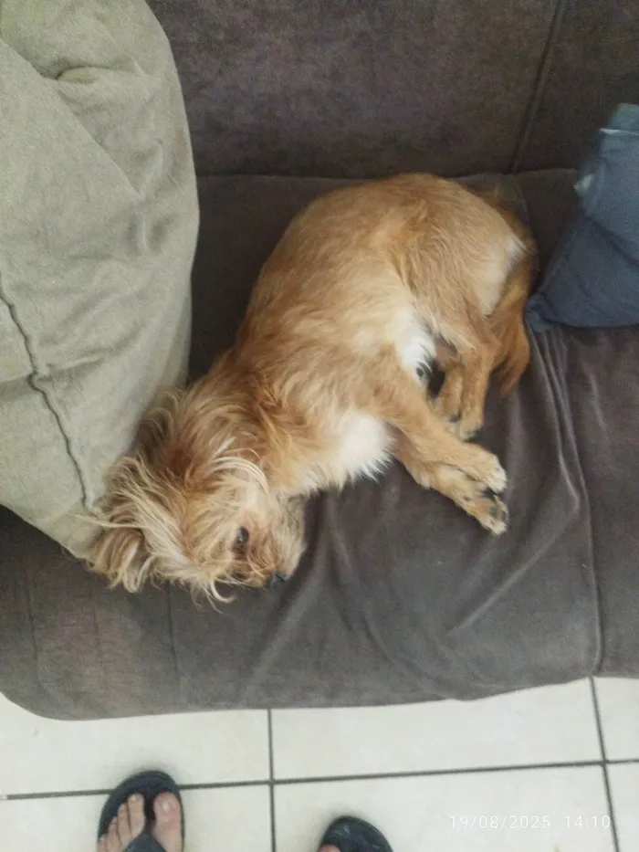 Cachorro ra a SRD-ViraLata idade 1 ano nome Rex