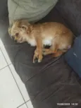 Rex