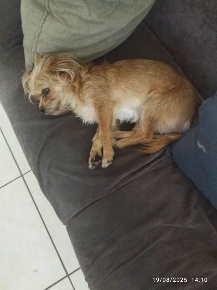 Cachorro ra a SRD-ViraLata idade 1 ano nome Rex