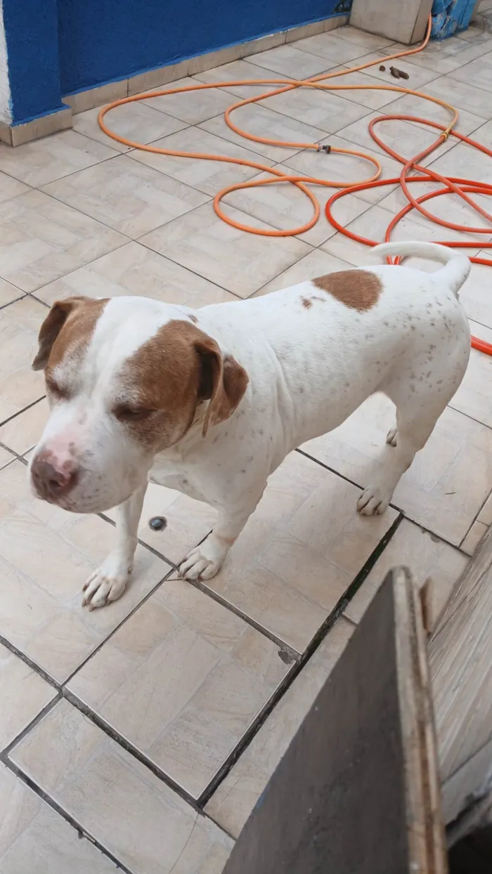 Cachorro ra a Pit-Bull idade 5 anos nome KAIQUE AMORIM DOS SANTOS