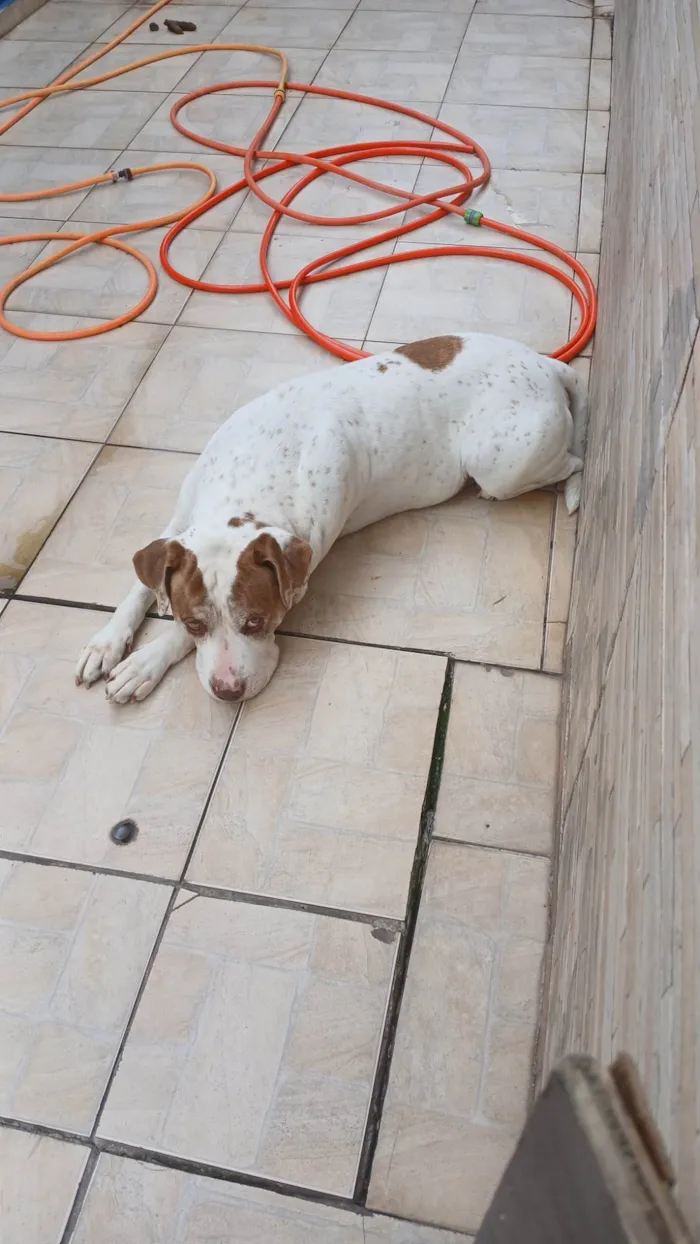 Cachorro ra a Pit-Bull idade 5 anos nome KAIQUE AMORIM DOS SANTOS